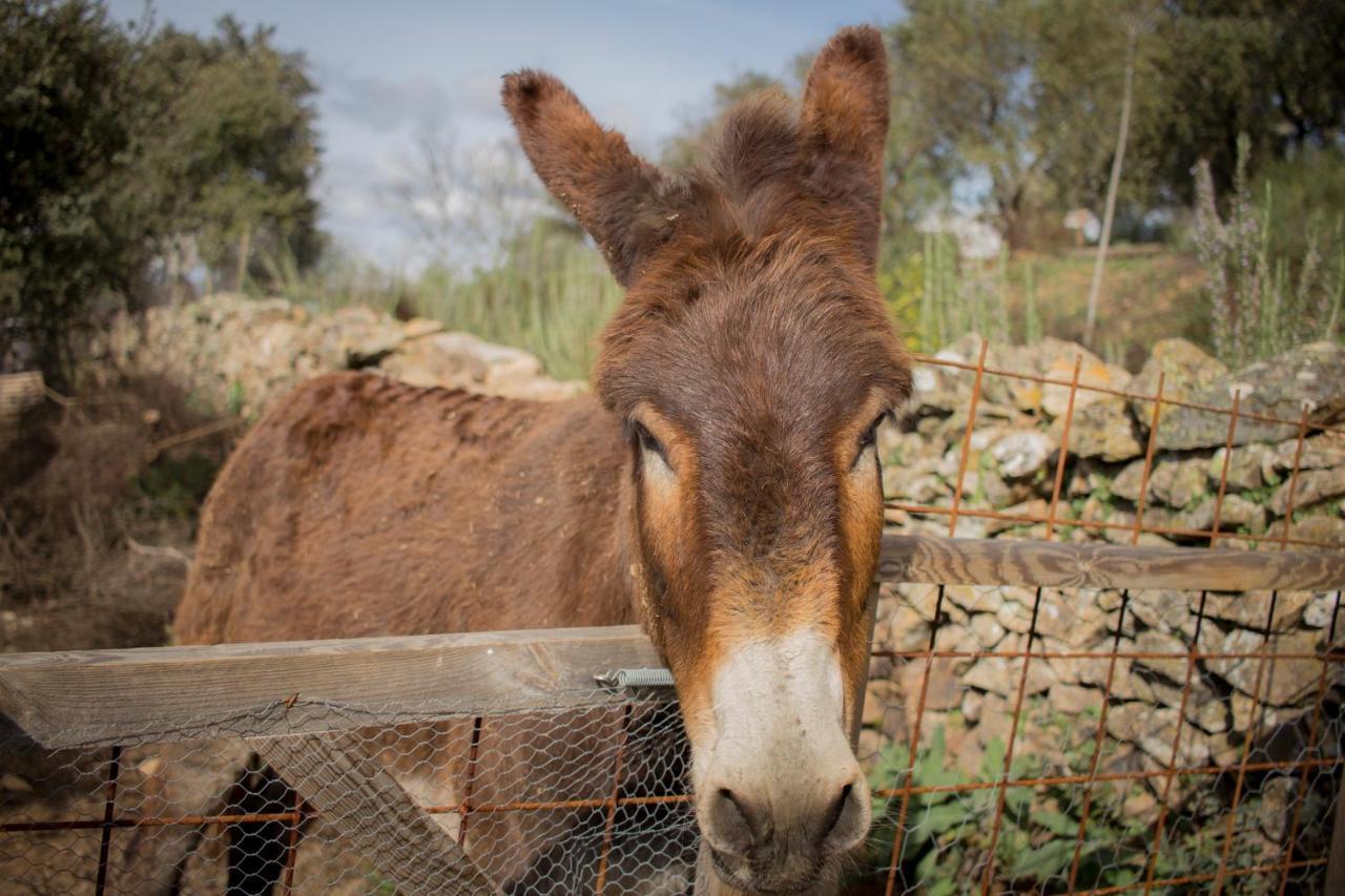 Alojamiento Rural Camino Beturia Cabeza la Vaca Dış mekan fotoğraf